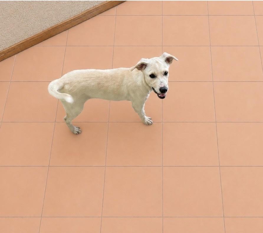 Enlarge Claire, a ADOPTABLE mixed breed in New York, NY image 3/4