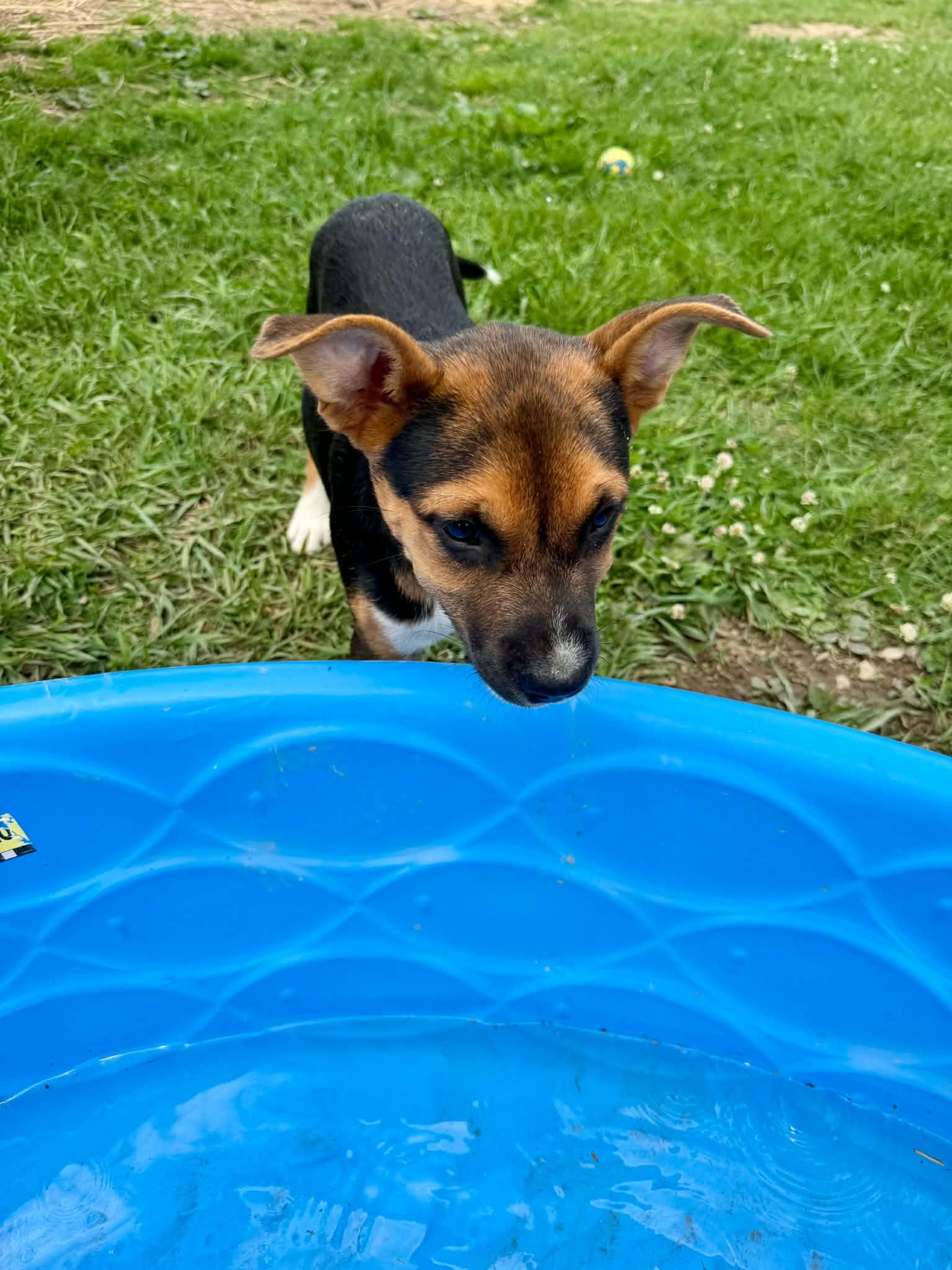 Enlarge Gideon, a ADOPTABLE mixed breed in Hatfield, PA image 2/6