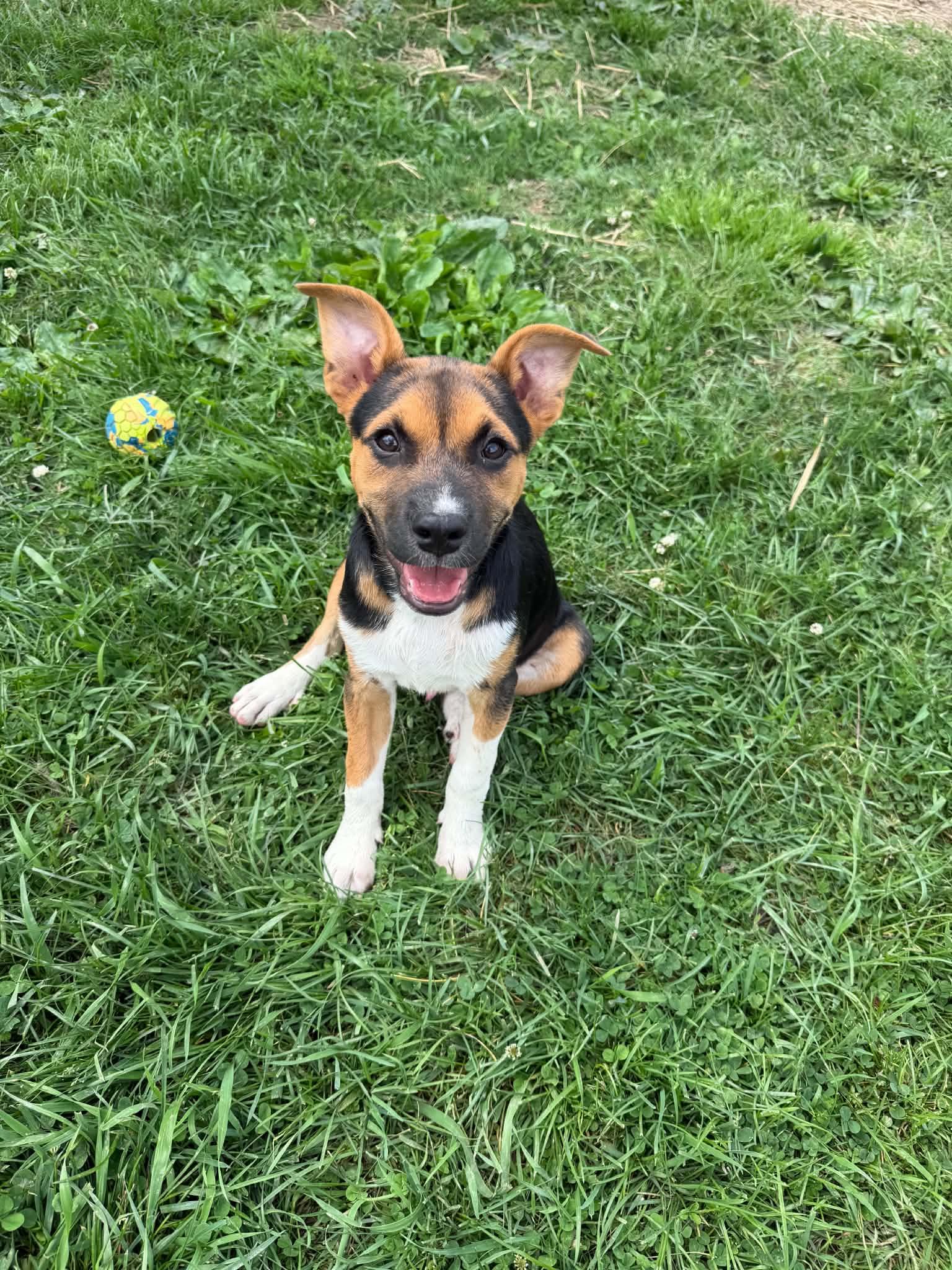 Enlarge Gideon, a ADOPTABLE mixed breed in Hatfield, PA image 3/6