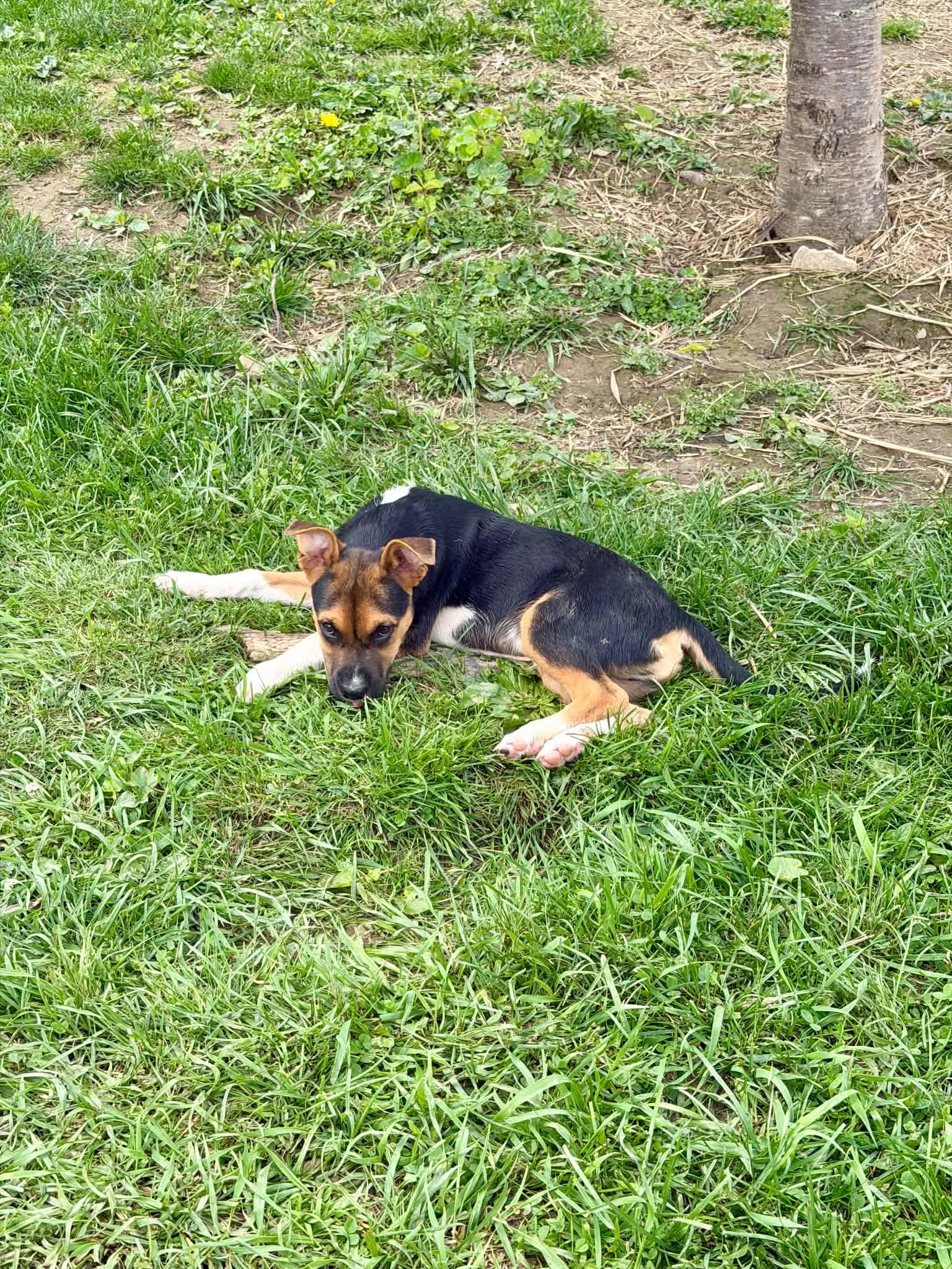 Enlarge Gideon, a ADOPTABLE mixed breed in Hatfield, PA image 6/6