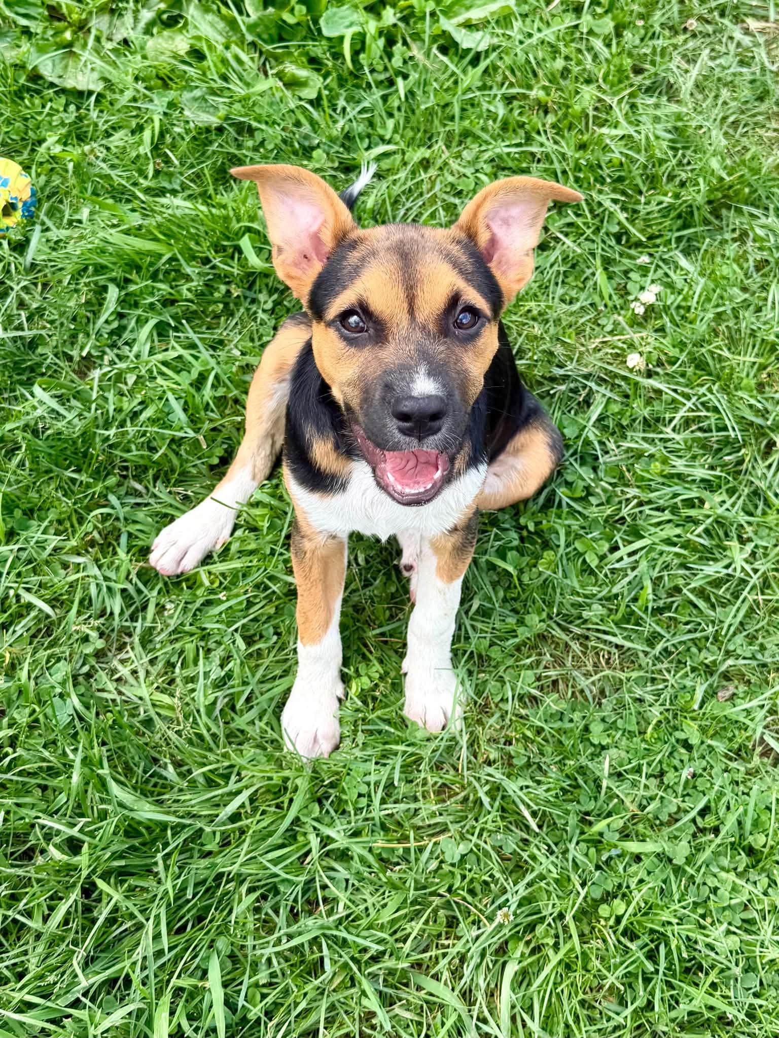 Enlarge Gideon, a ADOPTABLE mixed breed in Hatfield, PA image 5/6