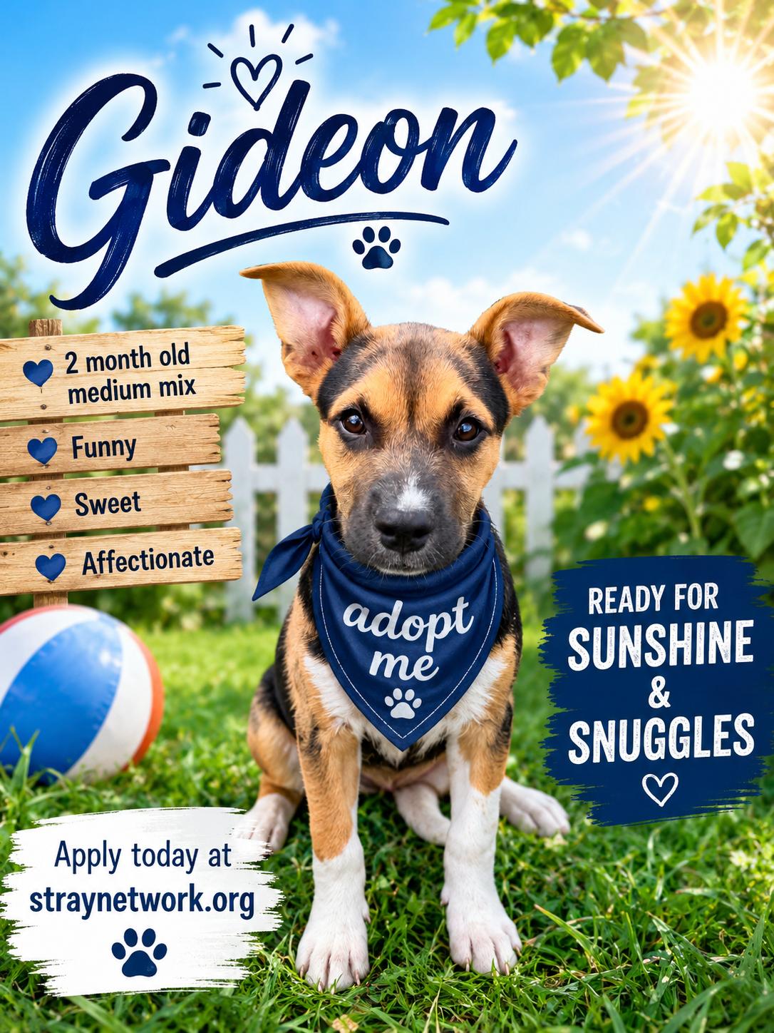 Enlarge Gideon, a ADOPTABLE mixed breed in Hatfield, PA image 4/6