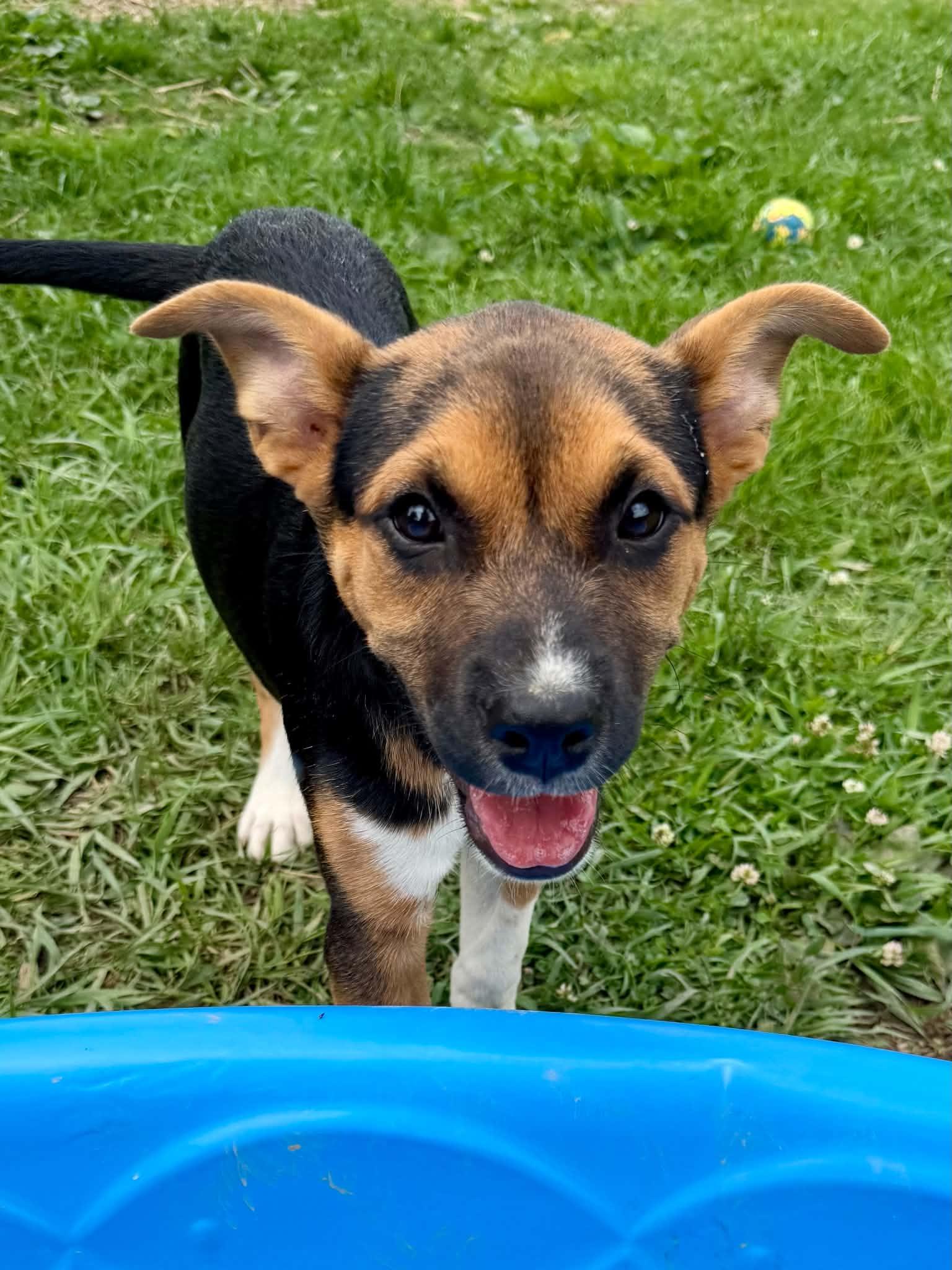Gideon, ADOPTABLE, Puppy Male German Shepherd Dog & Labrador Retriever.