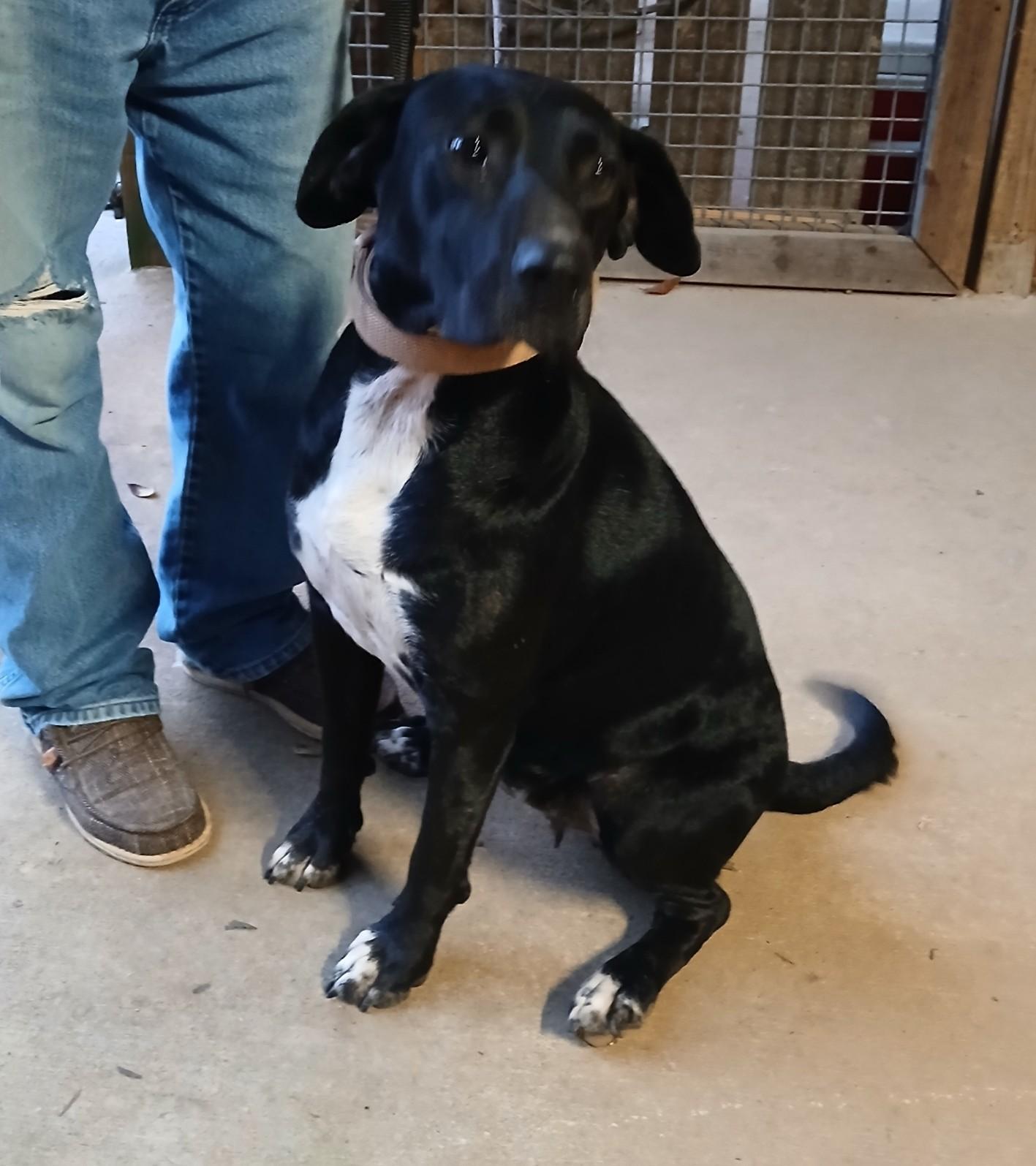 Enlarge Maggie, a Adoptable mixed breed in Woburn, MA image 4/5