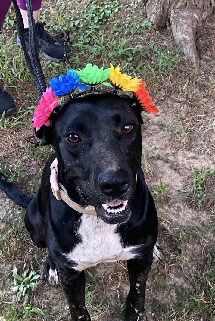 Enlarge Maggie, a Adoptable mixed breed in Woburn, MA image 3/5