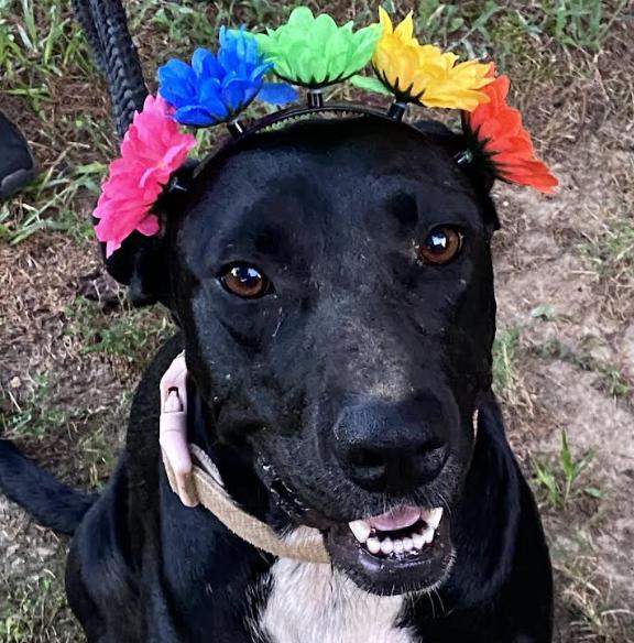 Enlarge Maggie, a Adoptable mixed breed in Woburn, MA image 1/5