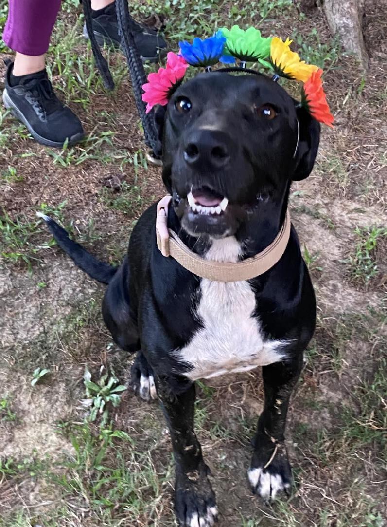 Enlarge Maggie, a Adoptable mixed breed in Woburn, MA image 5/5