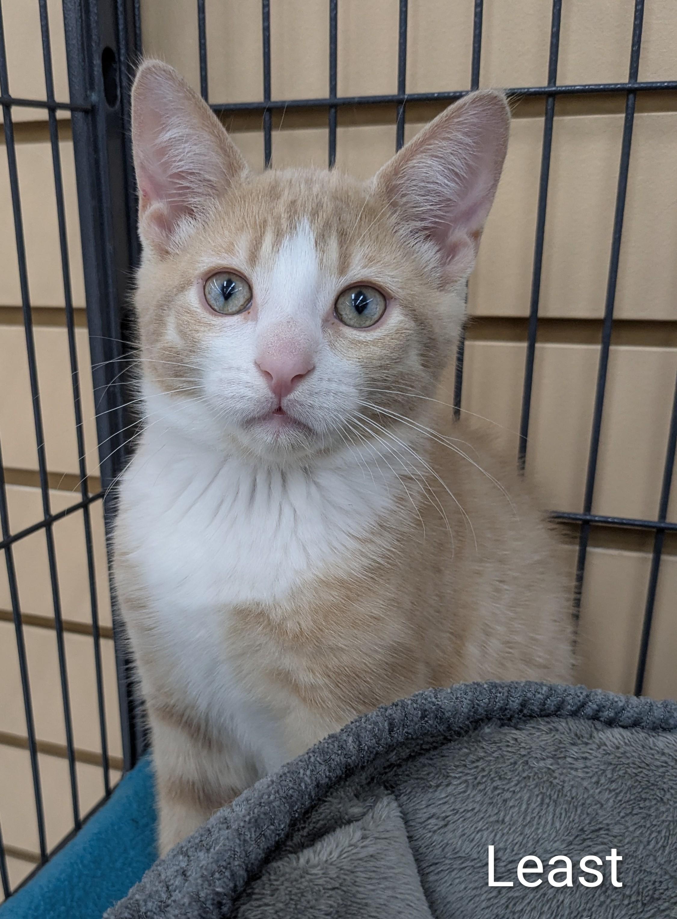 Least White, Adoptable, Kitten Male Domestic Short Hair.