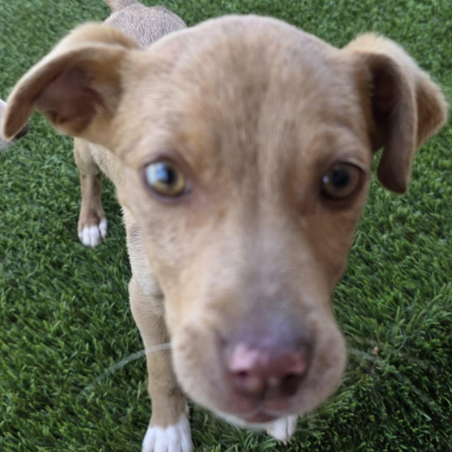 Enlarge Fawn , a ADOPTABLE mixed breed in Anderson, SC image 3/4