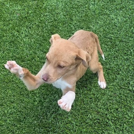 Enlarge Fawn , a ADOPTABLE mixed breed in Anderson, SC image 2/4