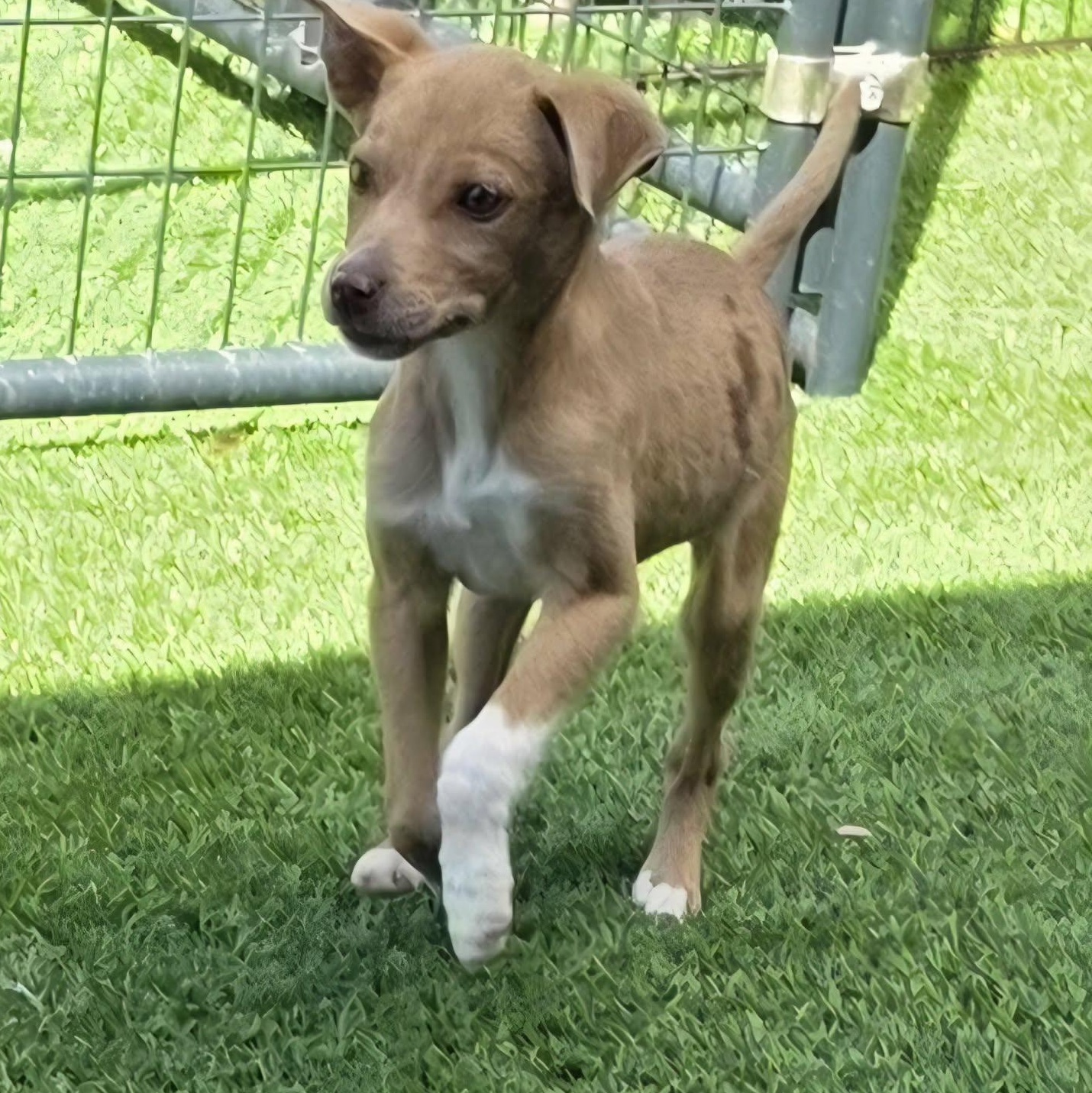 Enlarge Fawn , a ADOPTABLE mixed breed in Anderson, SC image 1/4