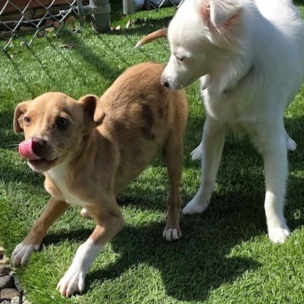 Enlarge Fawn , a ADOPTABLE mixed breed in Anderson, SC image 4/4