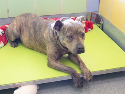 Enlarge Lala, a Adoptable mixed breed in Longview, TX image 1/3