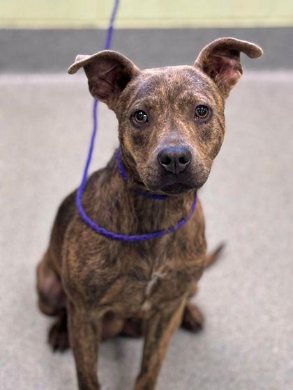 Enlarge Lala, a Adoptable mixed breed in Longview, TX image 2/3