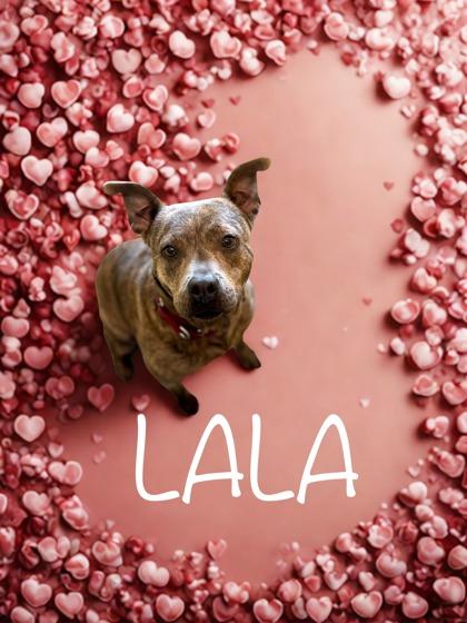Enlarge Lala, a Adoptable mixed breed in Longview, TX image 3/3