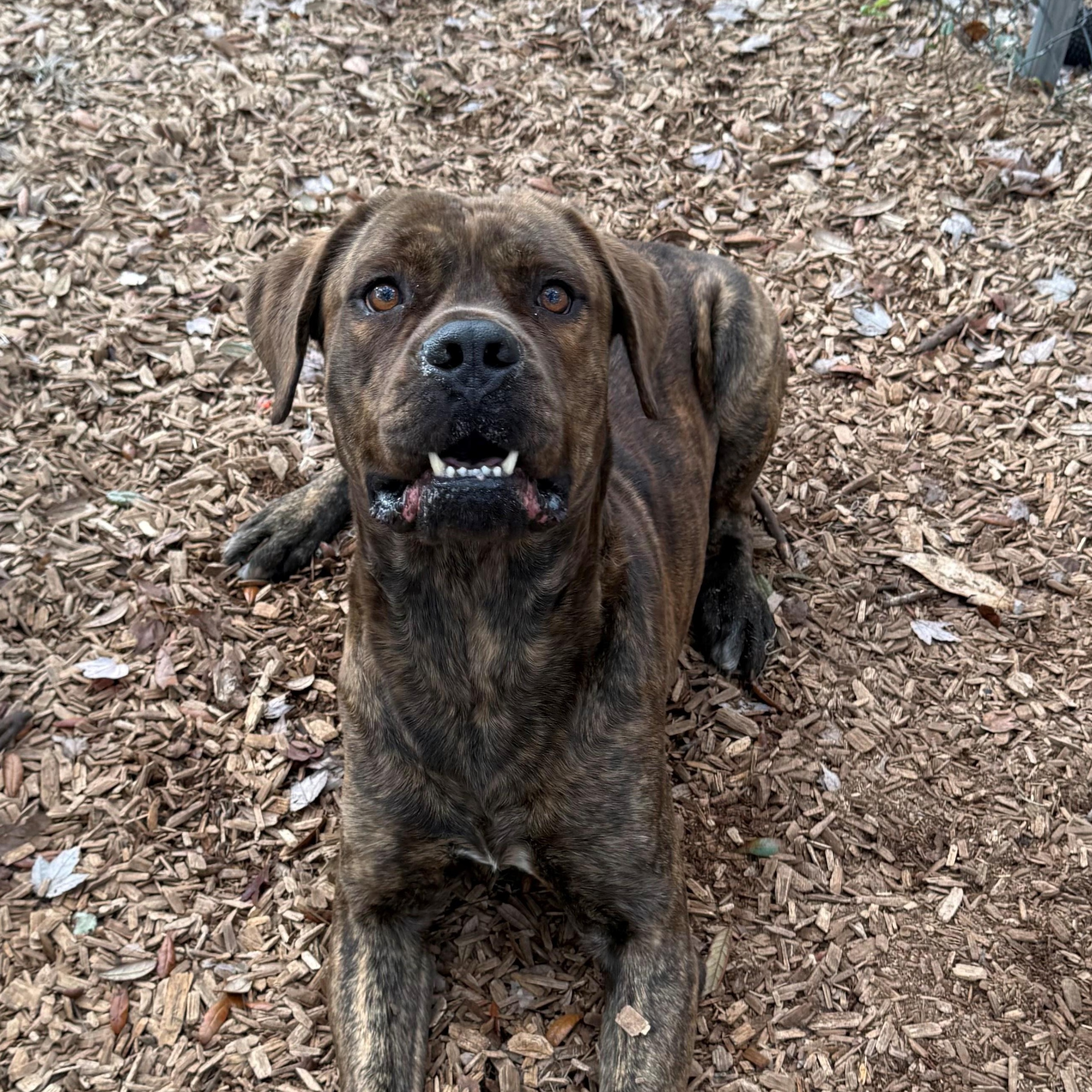 Charlie Brown thumbnail 2