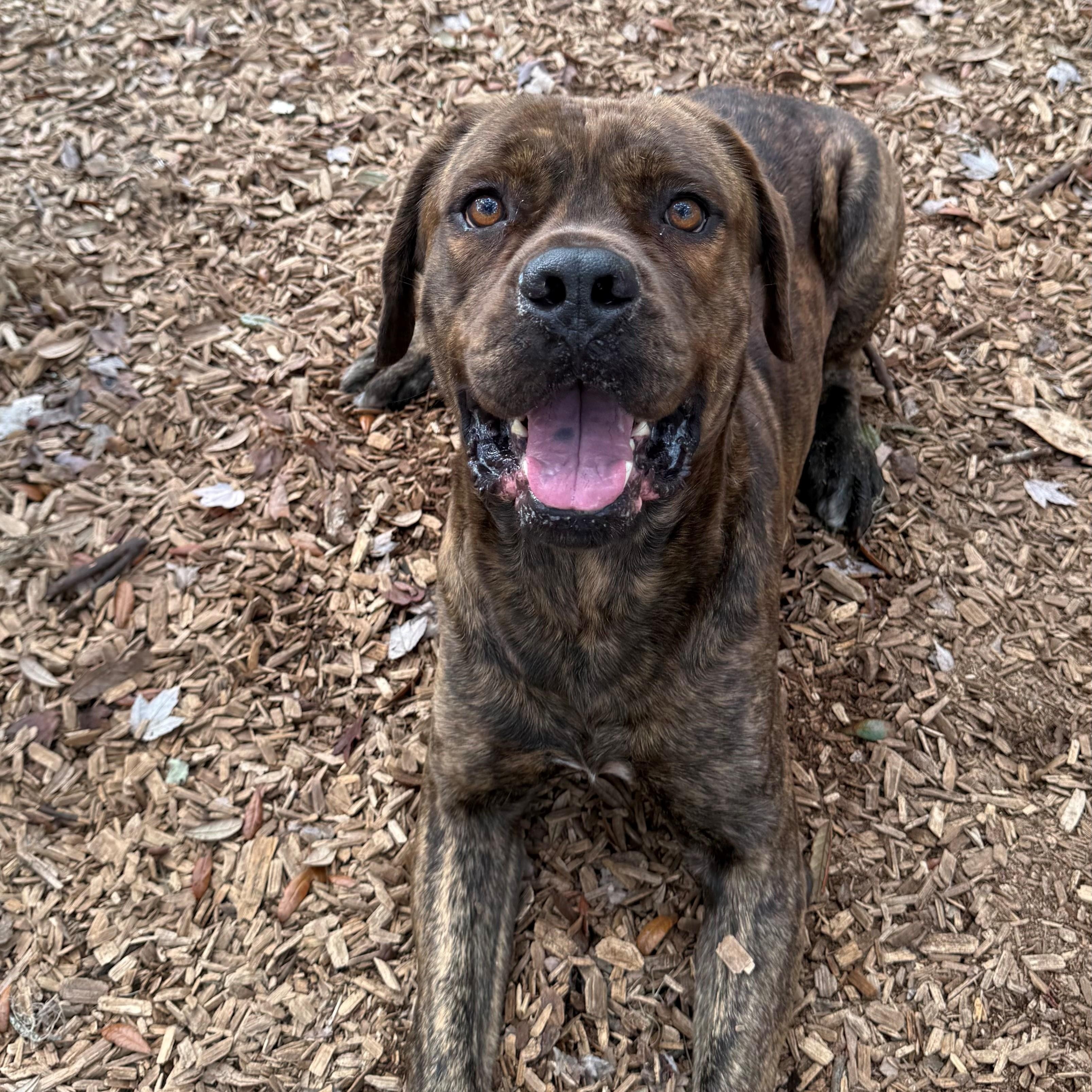 Charlie Brown thumbnail 4