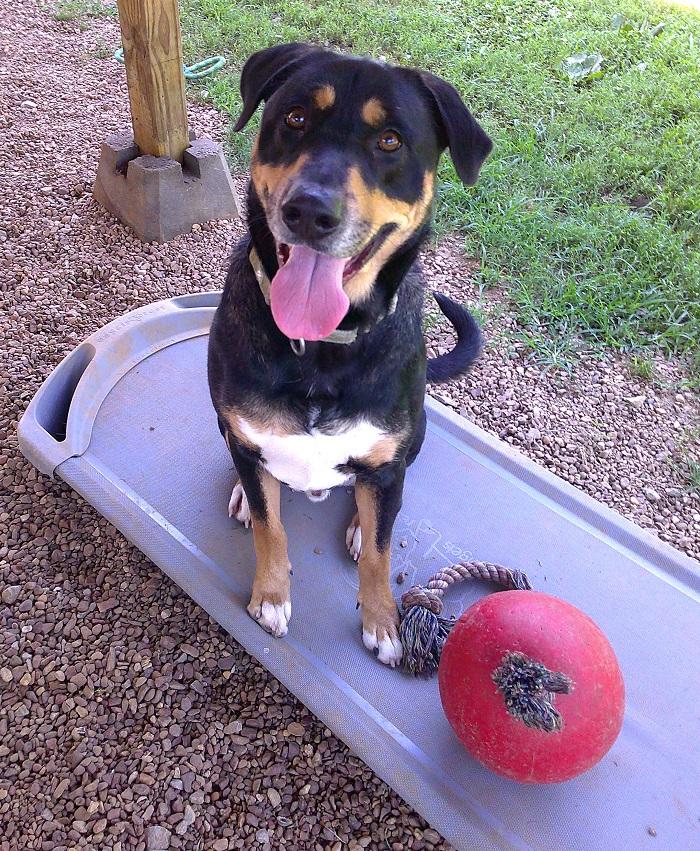 DOBIE, ADOPTABLE, Adult Male Bernese Mountain Dog.