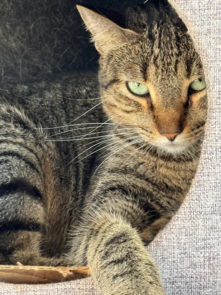 Tofu — thumbnail 4