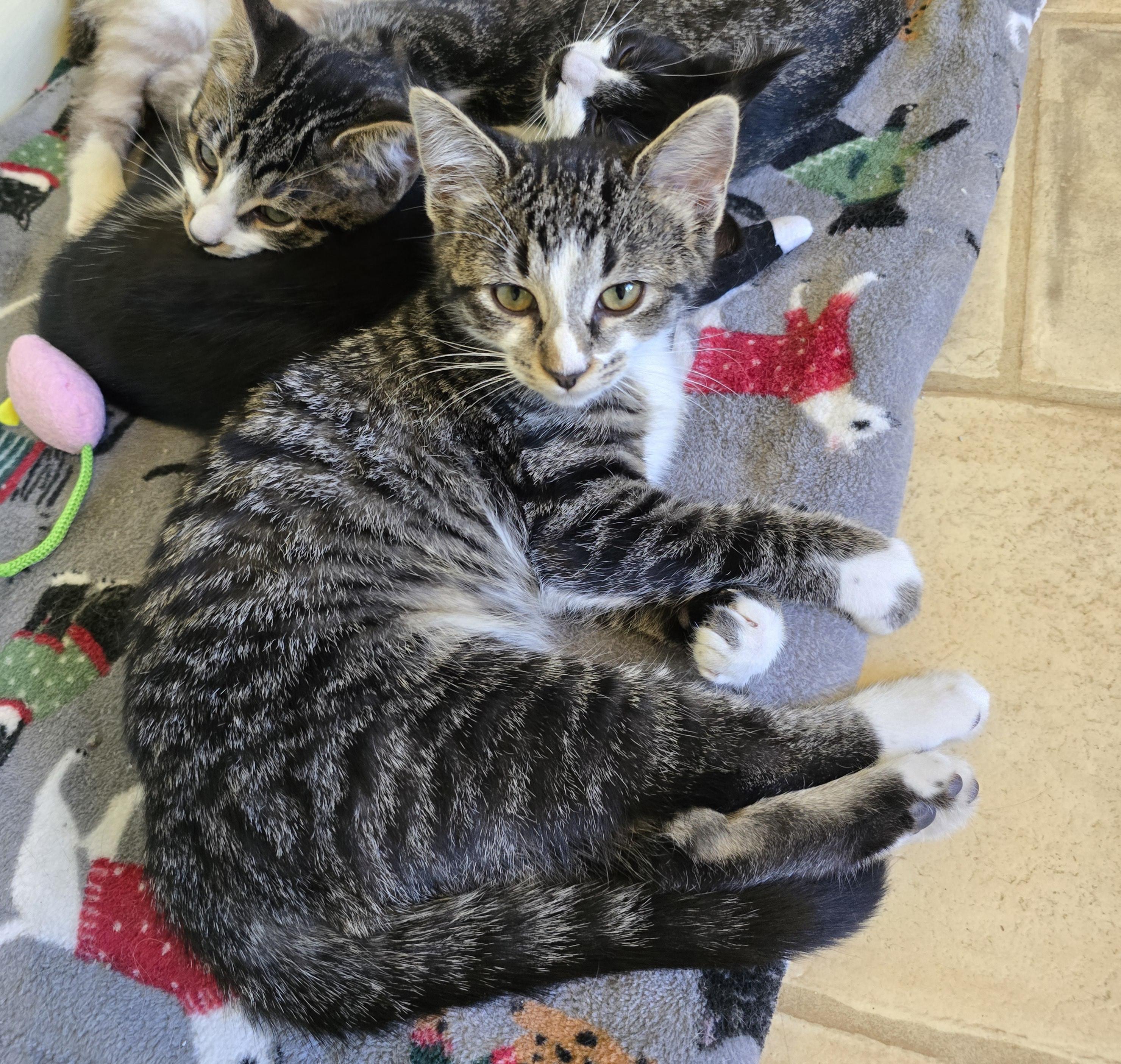 Enlarge Bowser, a Adopted Domestic Short Hair in Bremerton, WA image 1/2