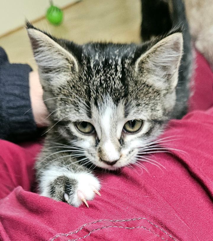 Enlarge Bowser, a Adopted Domestic Short Hair in Bremerton, WA image 2/2