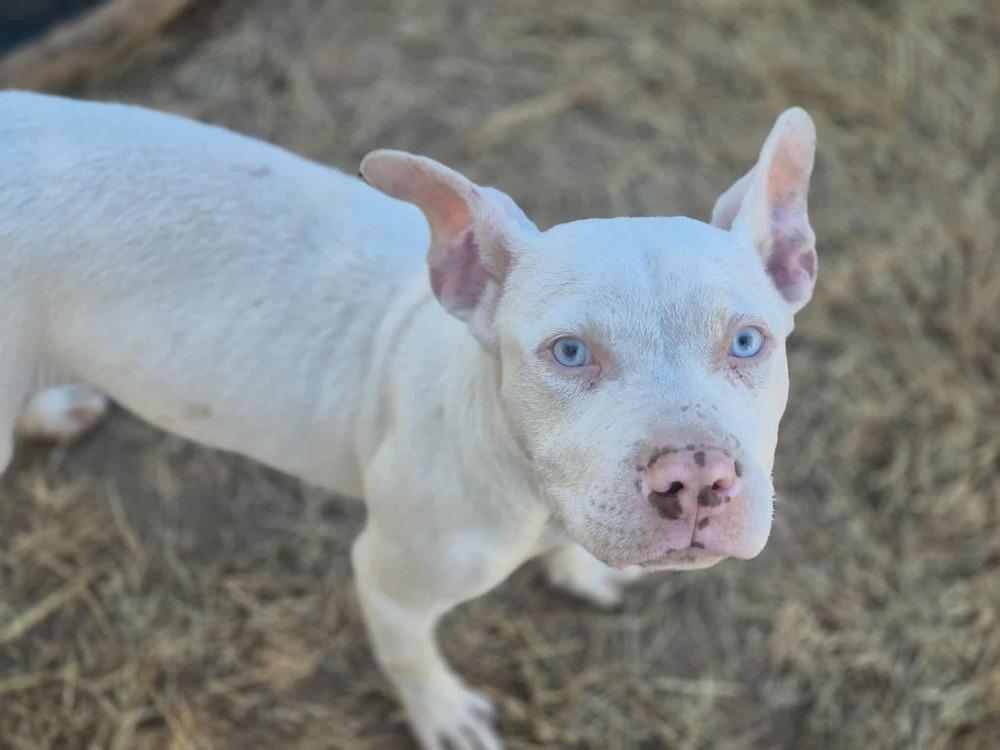 Chiclet, Adoptable, Puppy Female American Staffordshire Terrier.