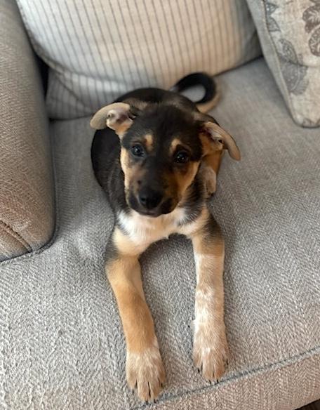 Hazel, ADOPTABLE, Puppy Female Husky & English Springer Spaniel.