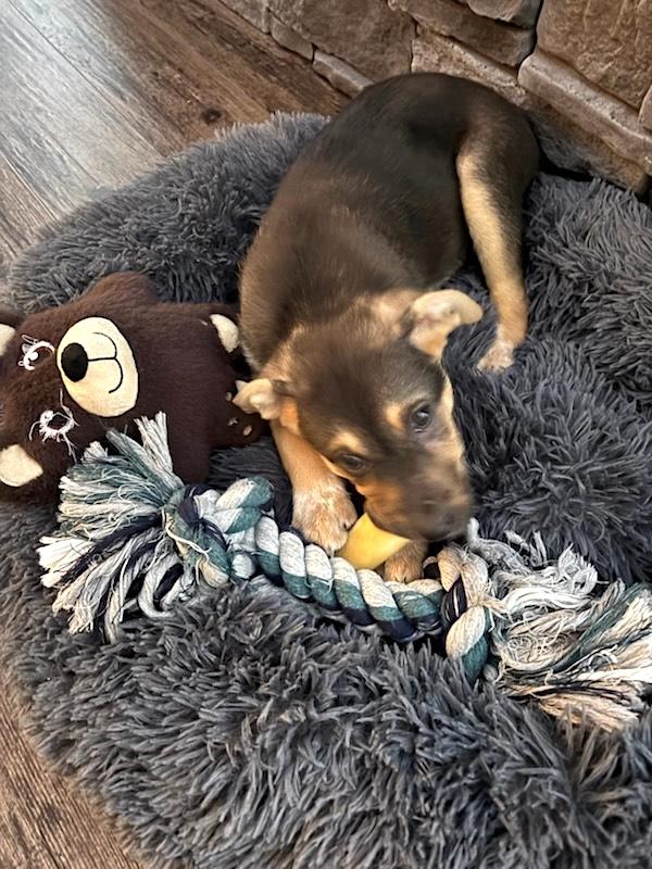 Hazel, a ADOPTABLE mixed breed in Bancroft, ON image 2/3