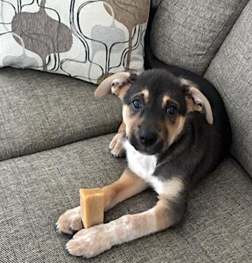 Hazel, a ADOPTABLE mixed breed in Bancroft, ON image 3/3