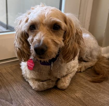 Khloe, Adoptable, Adult Female Golden Retriever & Poodle.