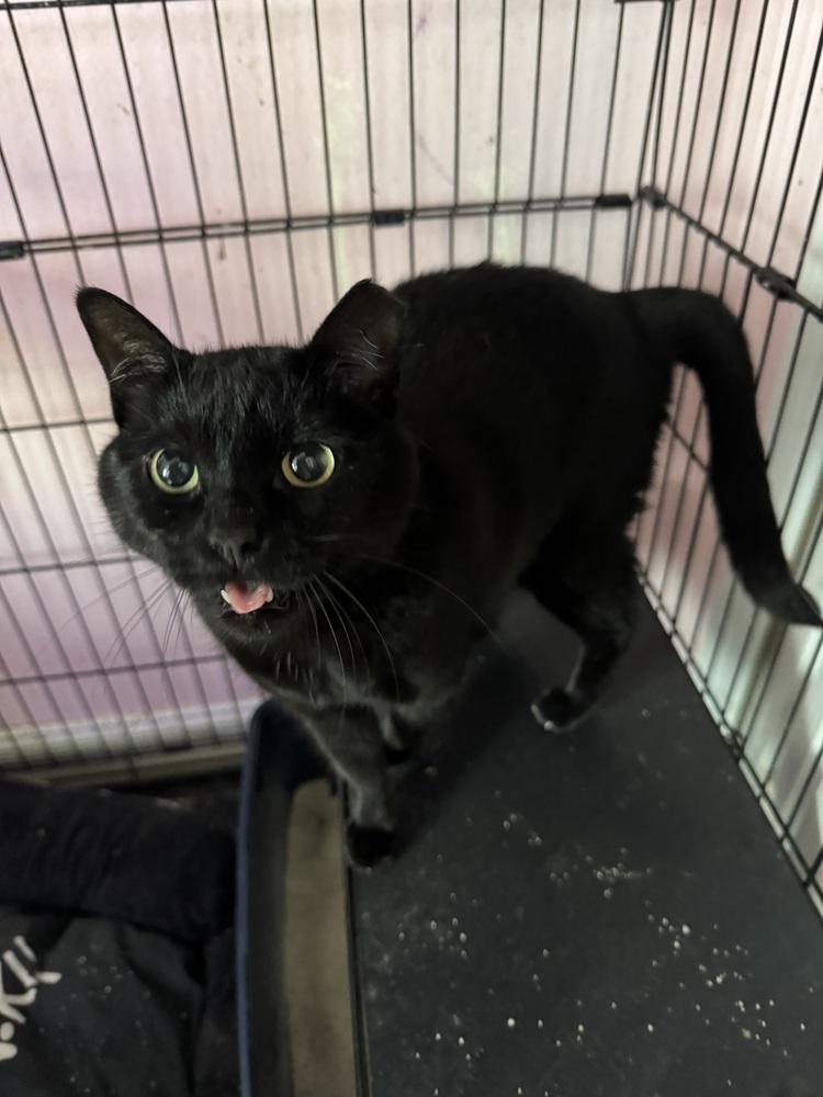 Atabey, Adoptable, Adult Female Domestic Short Hair & Domestic Medium Hair.