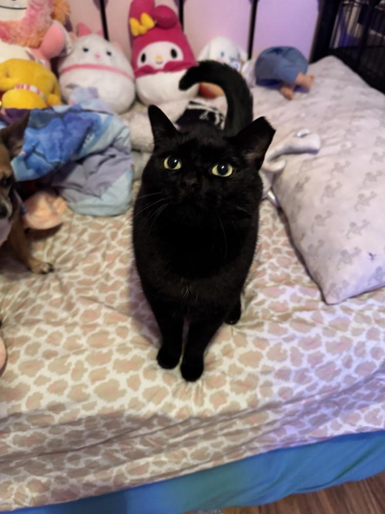 Atabey, Adoptable, Adult Female Domestic Short Hair & Domestic Medium Hair.