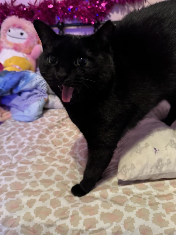 Enlarge Atabey, a Adoptable mixed breed in Deltona, FL image 2/5