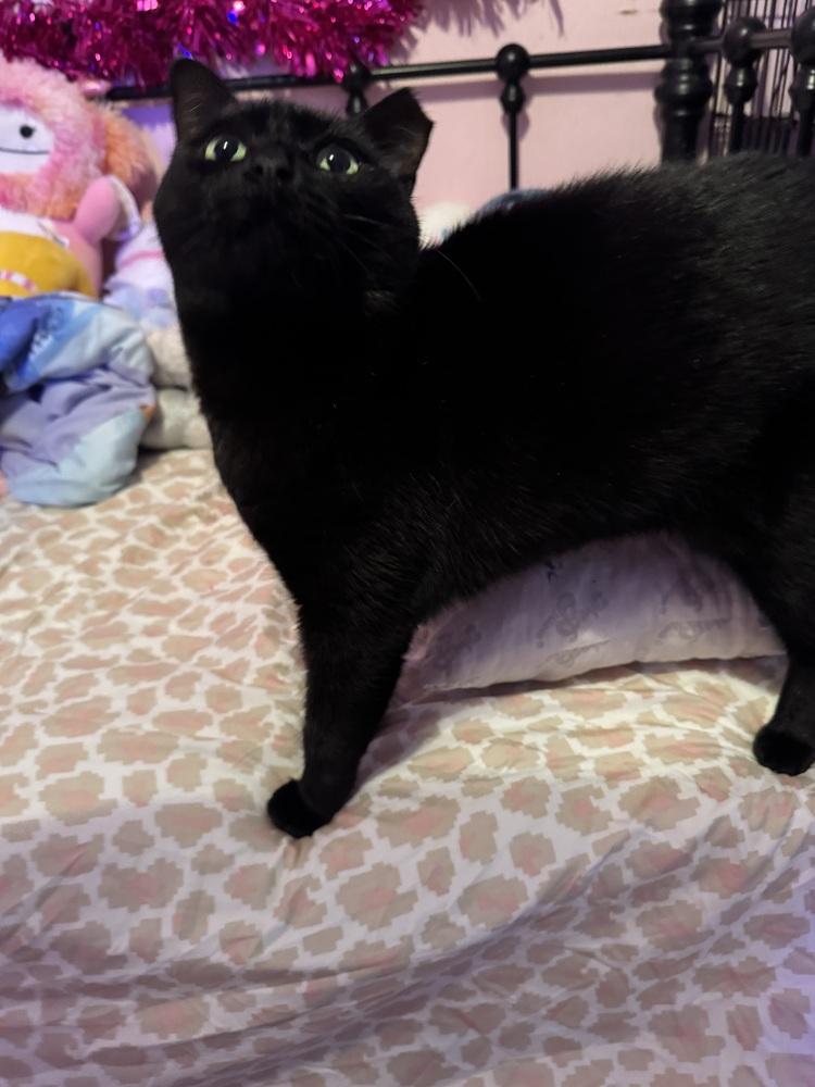 Enlarge Atabey, a Adoptable mixed breed in Deltona, FL image 3/5