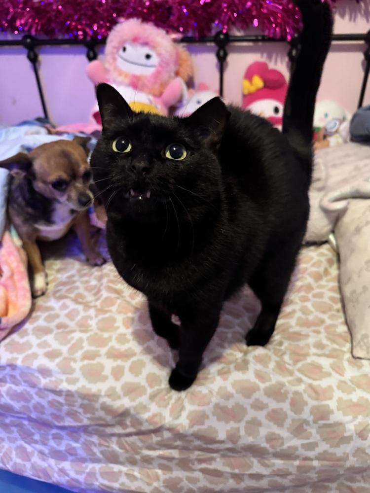 Enlarge Atabey, a Adoptable mixed breed in Deltona, FL image 4/5