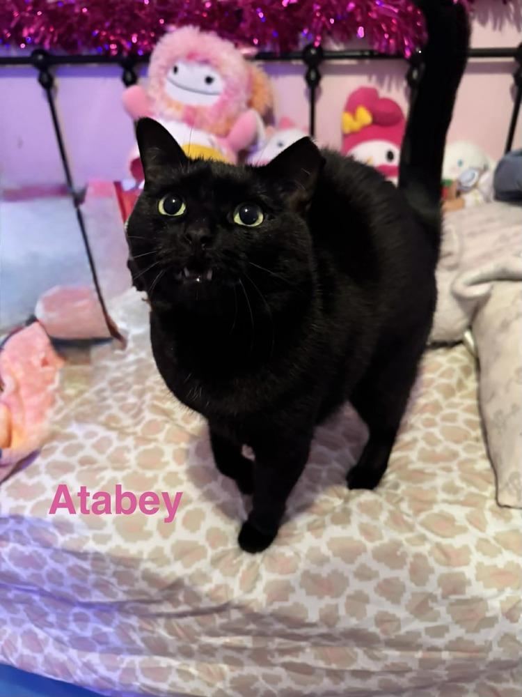 Enlarge Atabey, a Adoptable mixed breed in Deltona, FL image 5/5