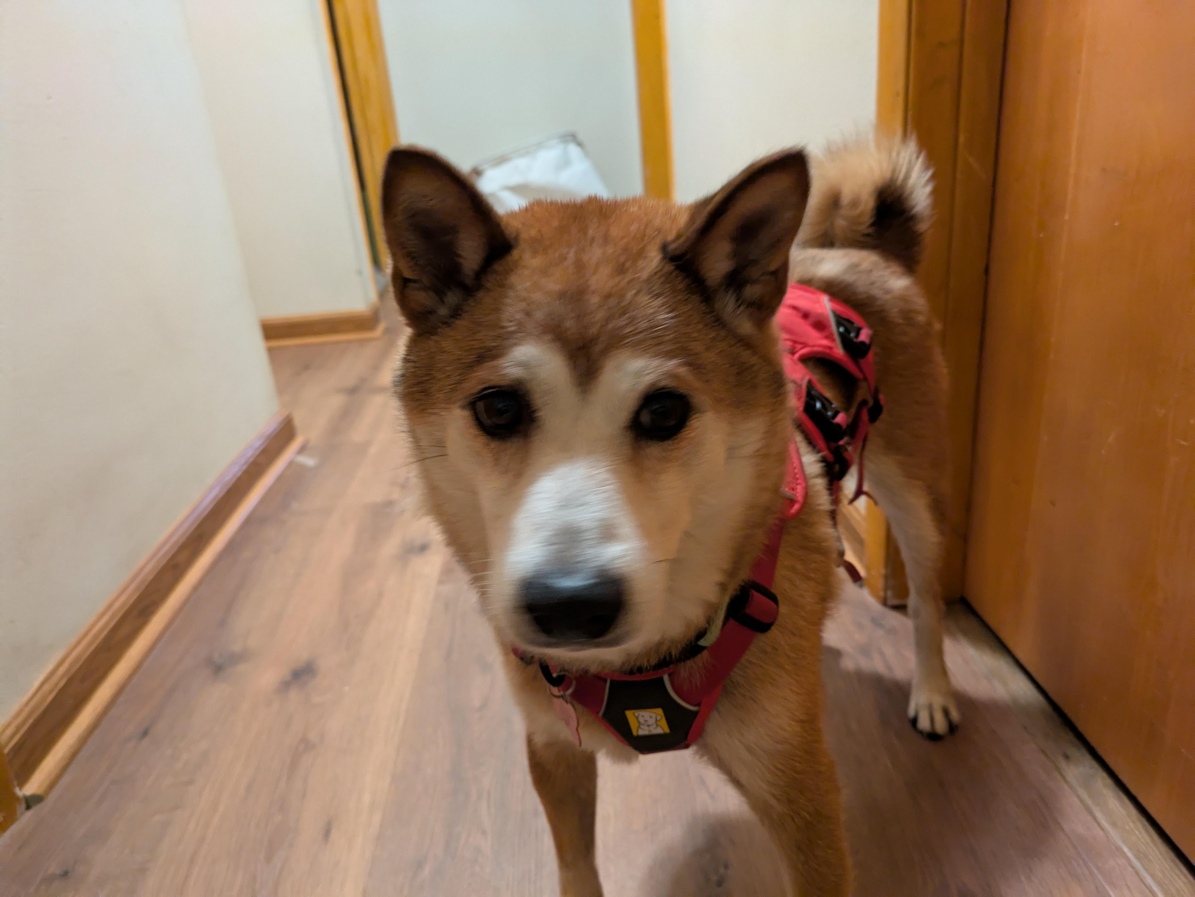 Enlarge Brad, a Adoptable Shiba Inu in Chicago, IL image 2/5
