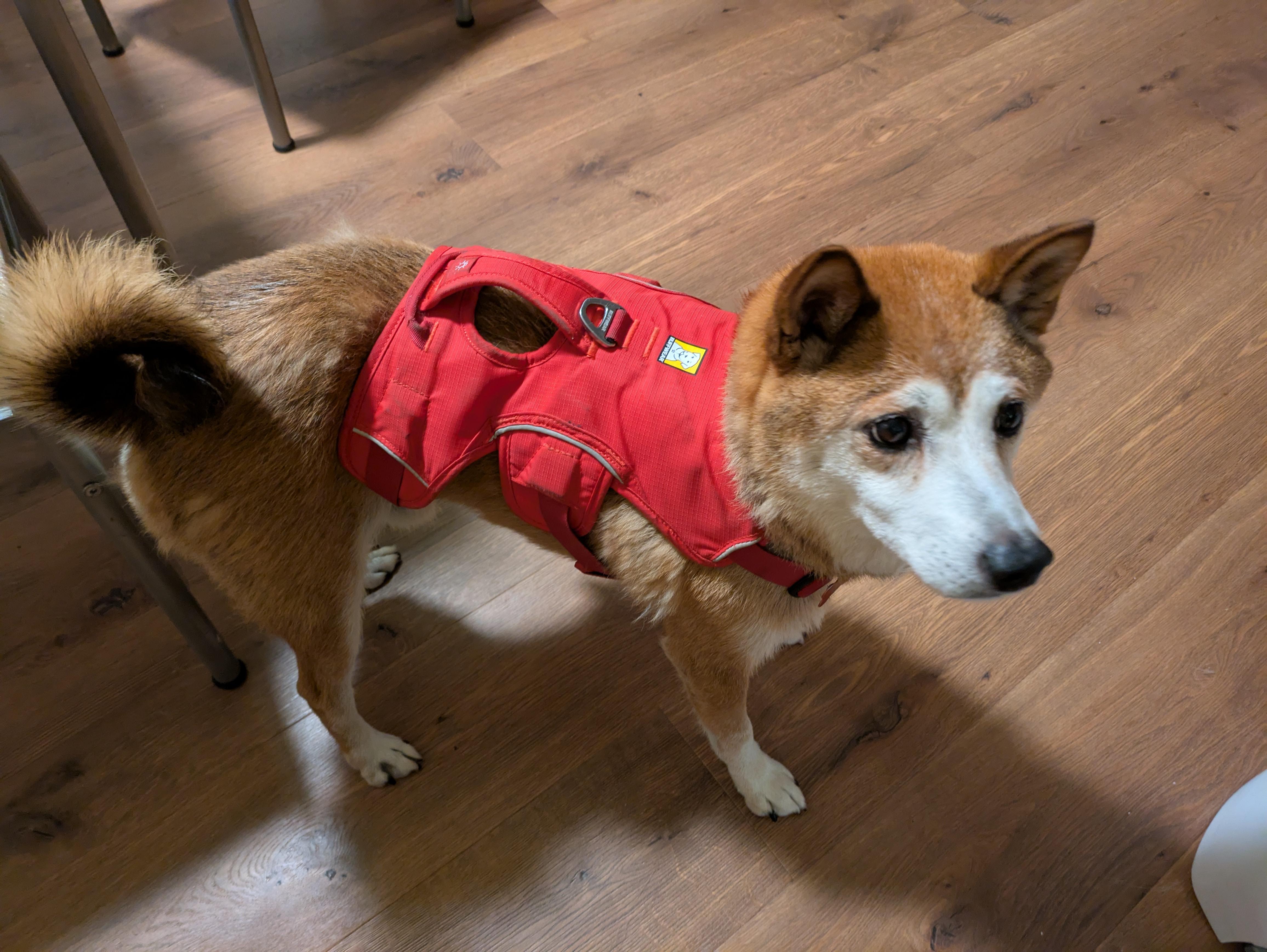 Enlarge Brad, a Adoptable Shiba Inu in Chicago, IL image 3/5