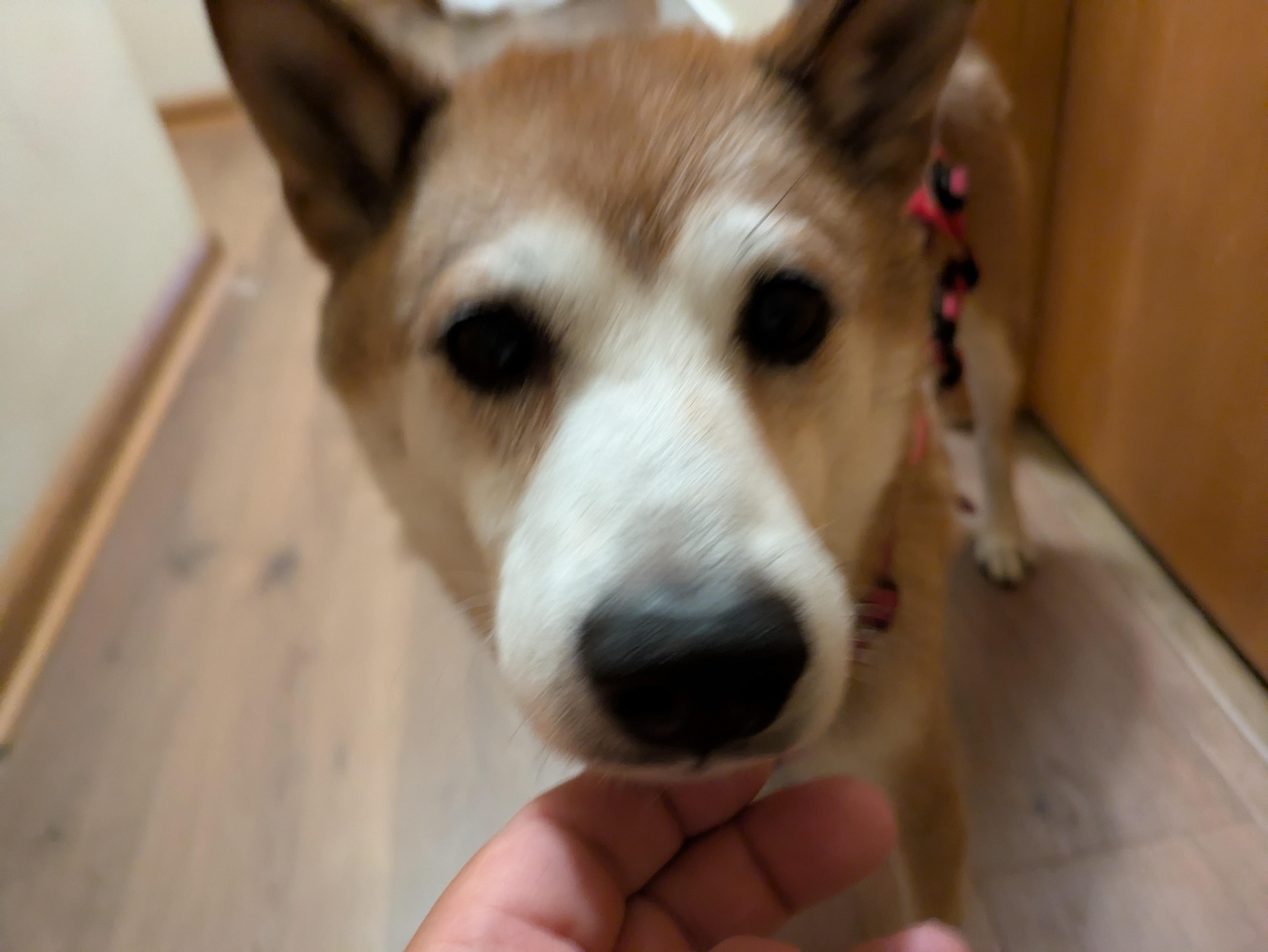 Enlarge Brad, a Adoptable Shiba Inu in Chicago, IL image 4/5