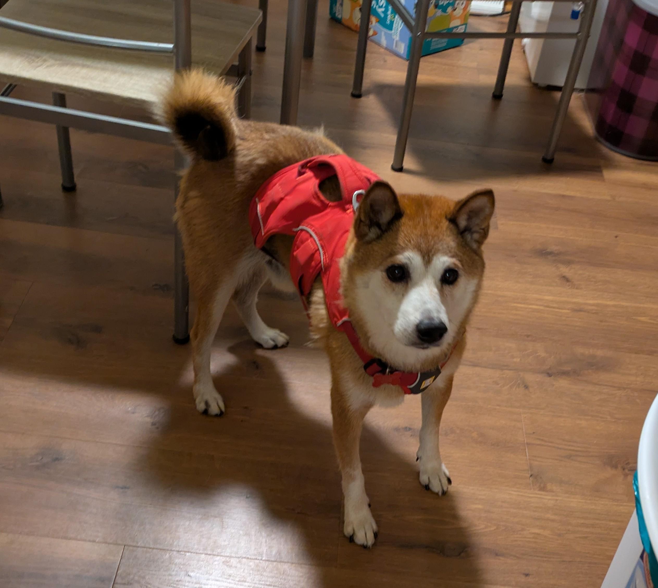Brad, Adoptable, Adult Male Shiba Inu.