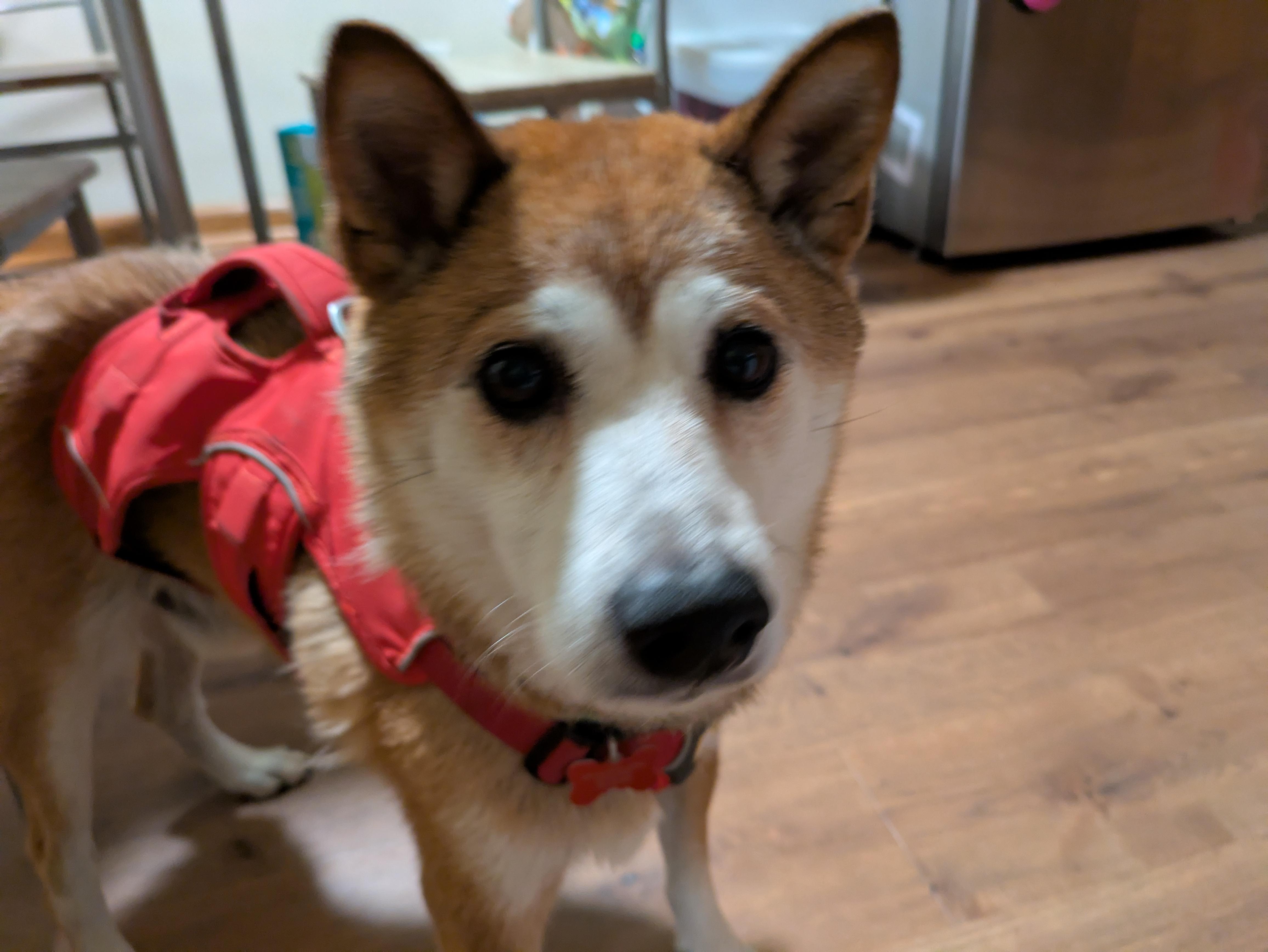 Enlarge Brad, a Adoptable Shiba Inu in Chicago, IL image 5/5