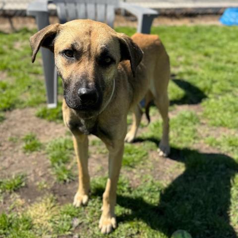 LARK, Adoptable, Adult Male Black Mouth Cur & Mixed Breed.