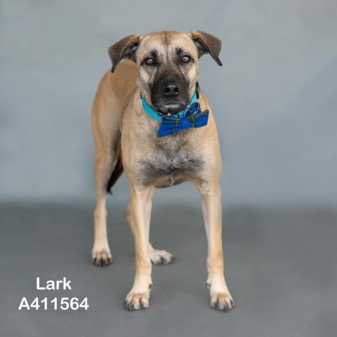 LARK, Adoptable, Adult Male Black Mouth Cur & Mixed Breed.