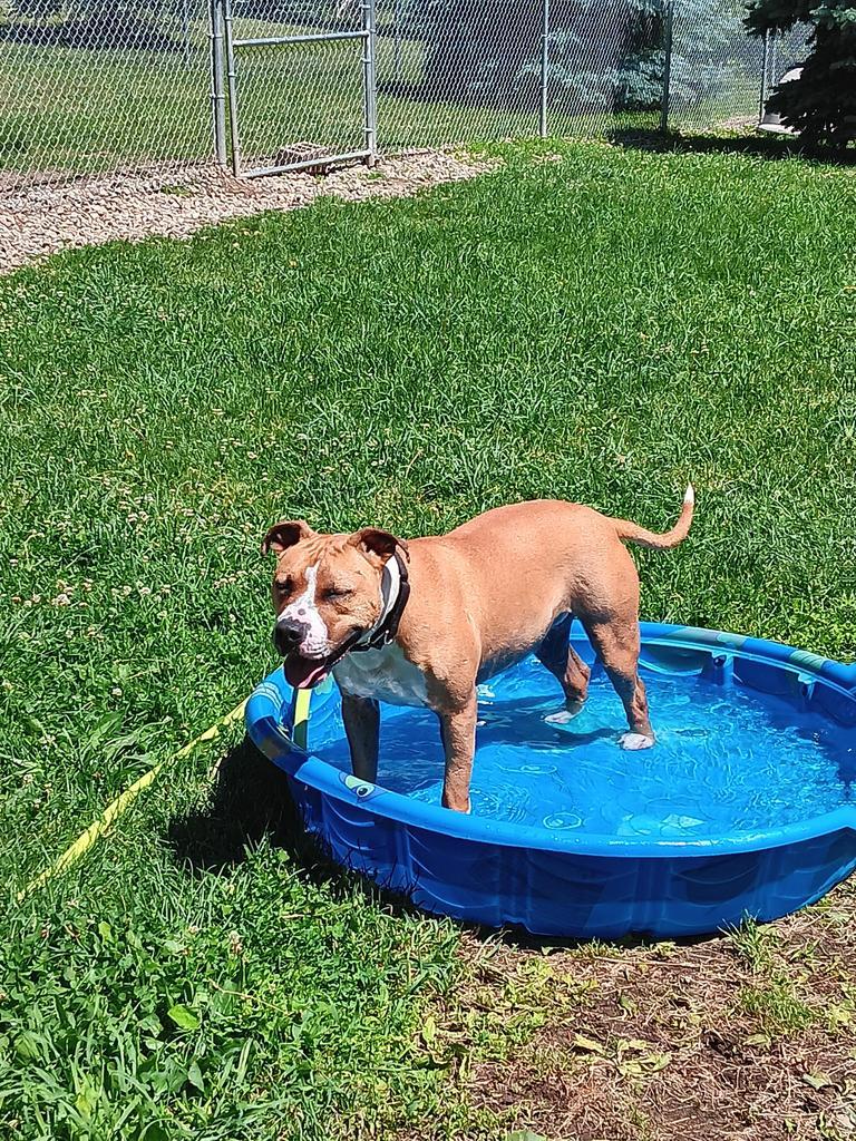 Enlarge Clementine, a Adoptable mixed breed in Angola, IN image 2/6