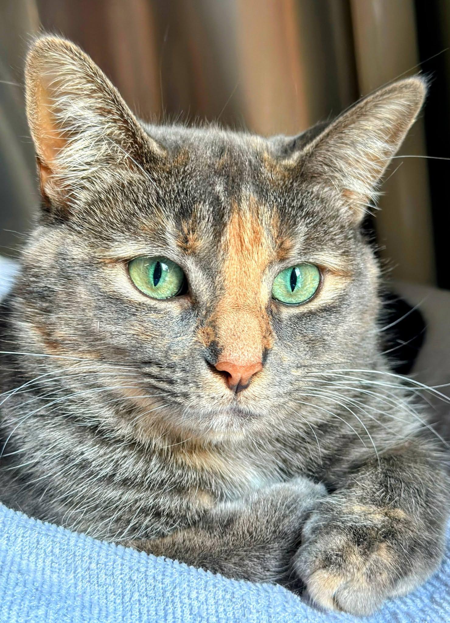 Enlarge Bea, a Adoptable Dilute Tortoiseshell in Bellaire, MI image 2/4