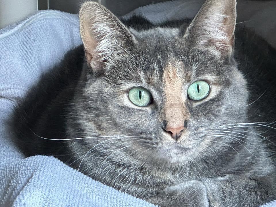 Enlarge Bea, a Adoptable Dilute Tortoiseshell in Bellaire, MI image 3/4