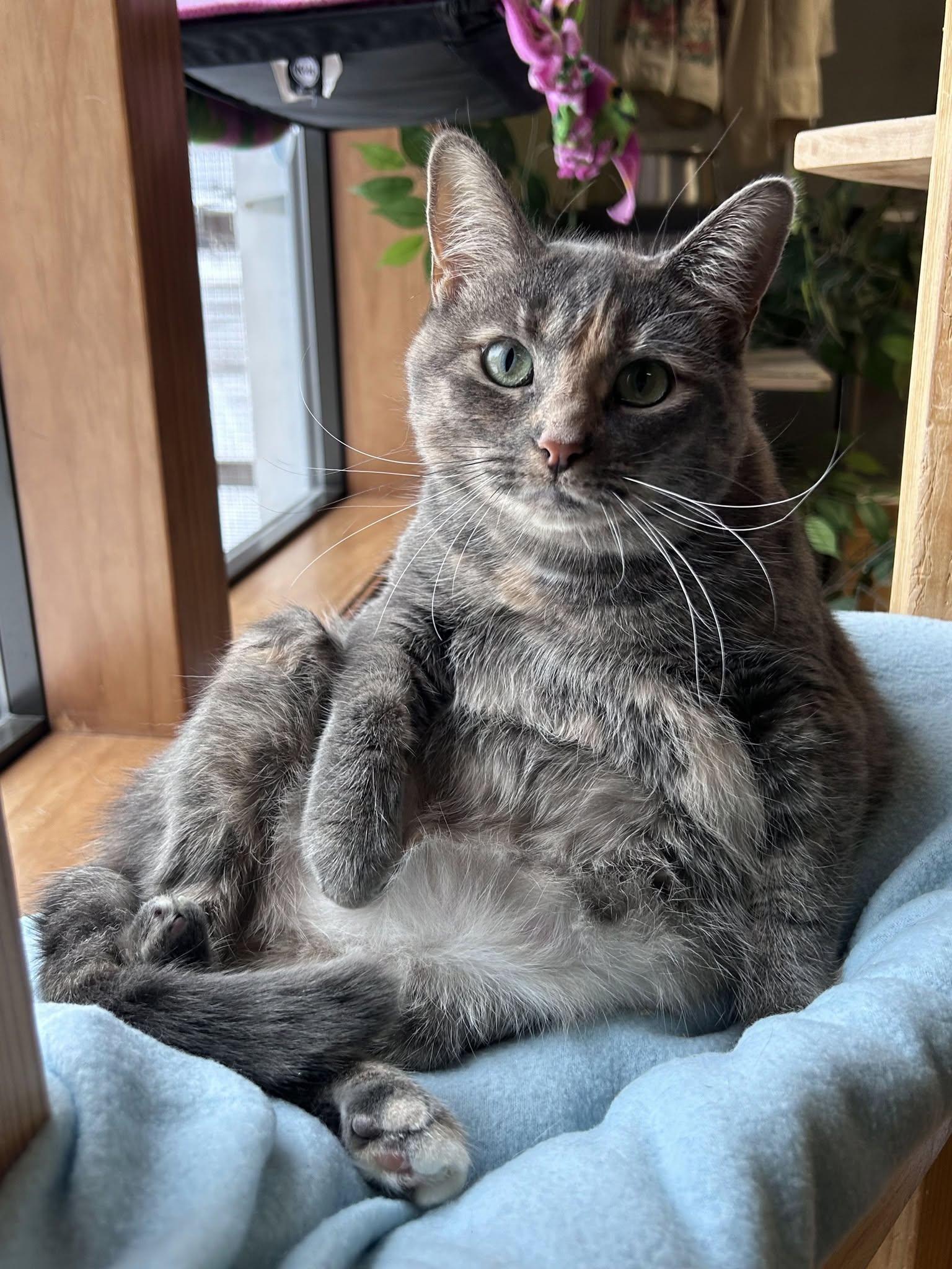 Bea, Adoptable, Adult Female Dilute Tortoiseshell.