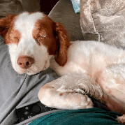 Honey - 10773 - PA, Adopted, Senior Female Brittany Spaniel.