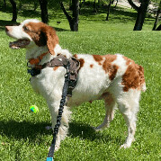 Enlarge Honey - 10773 - PA, a Adopted Brittany Spaniel in Altoona, PA image 2/5