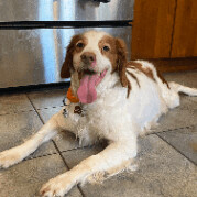 Enlarge Honey - 10773 - PA, a Adopted Brittany Spaniel in Altoona, PA image 3/5